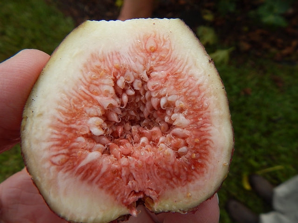 Ficus carica 'Brown Turkey'