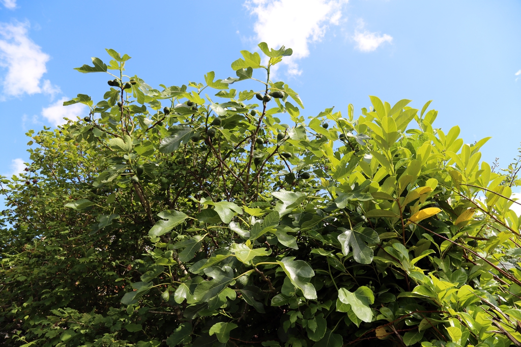 Ficus carica 'Brown Turkey' leaves, branches, and fruit