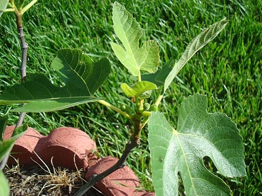 Ficus carica 'Celeste'