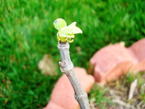 Ficus carica 'Celeste'