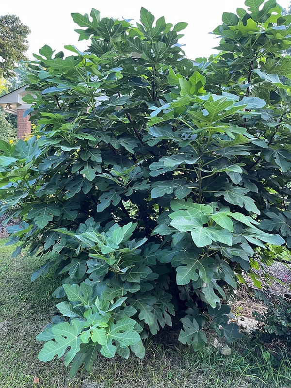 A large shrubby plant with lobed leaves.