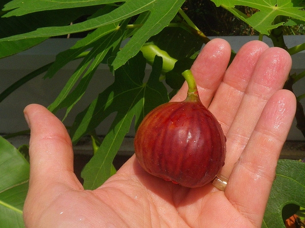 Ficus carica 'Magnolia'