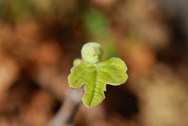 Ficus carica 'Marseille'