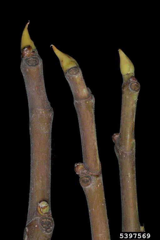 stems