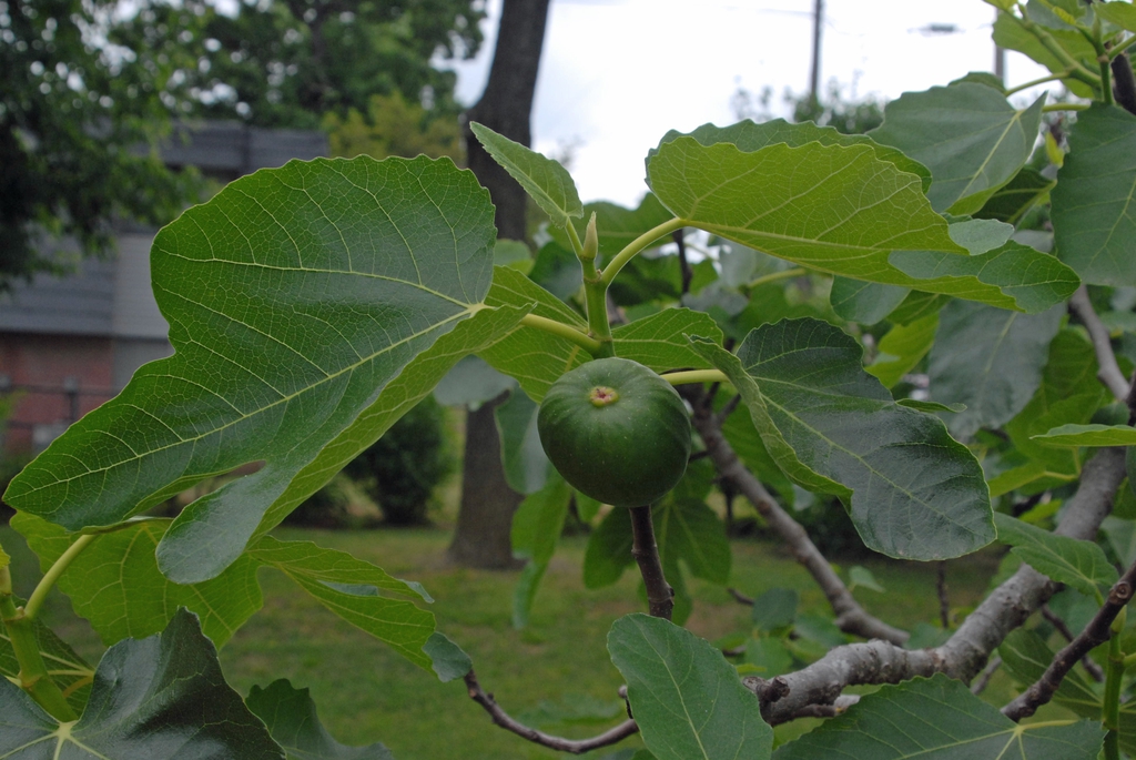 Fruit and Leaf