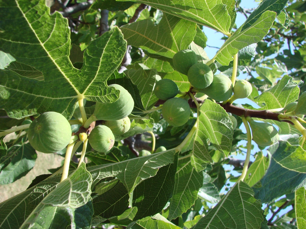 Ficus carica fruit and leaves