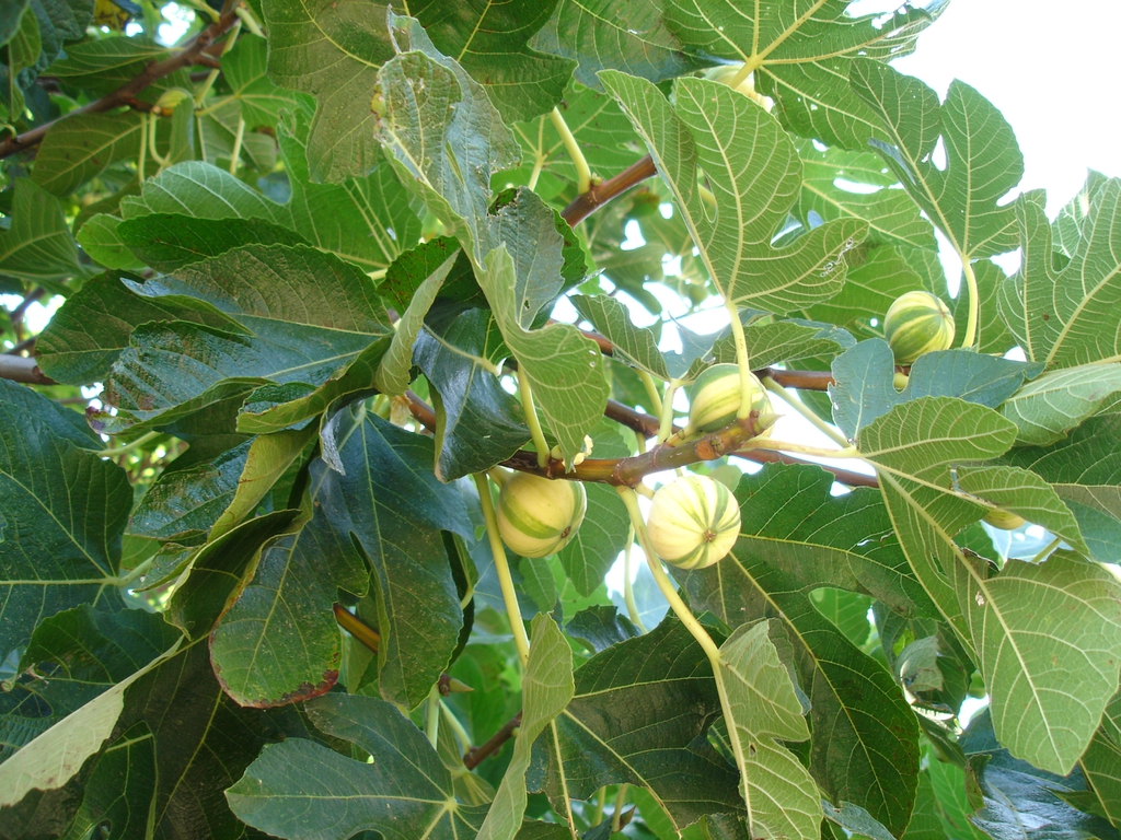 Ficus carica fruit