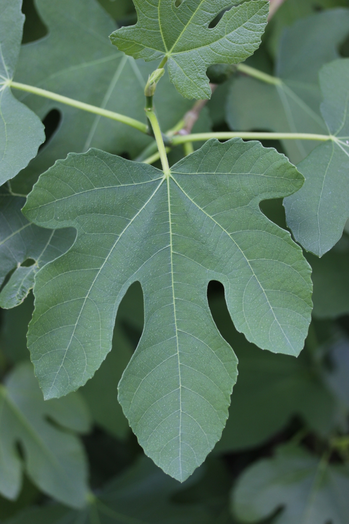 Palmate leaf