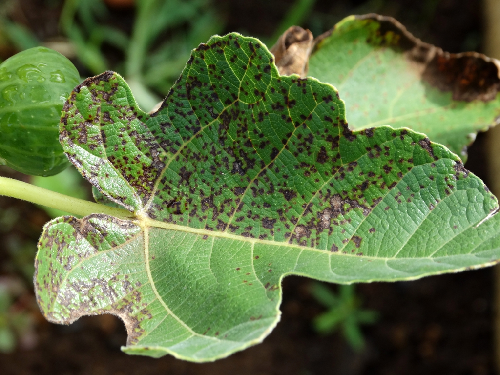 Ficus carica's leaf with rust from Cerotelium fici