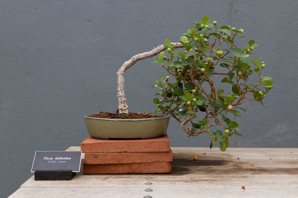 Bonsai