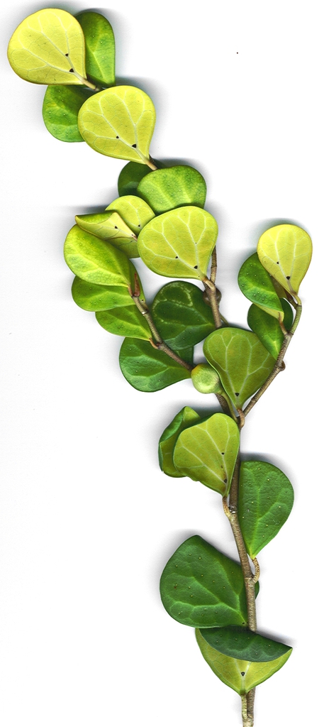 Underside of leaves with glands