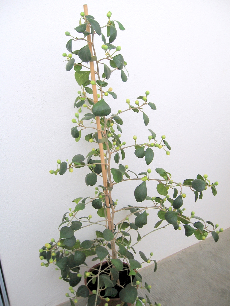 Form