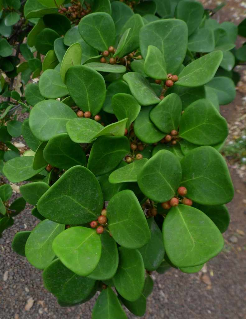 Leaves and fruit