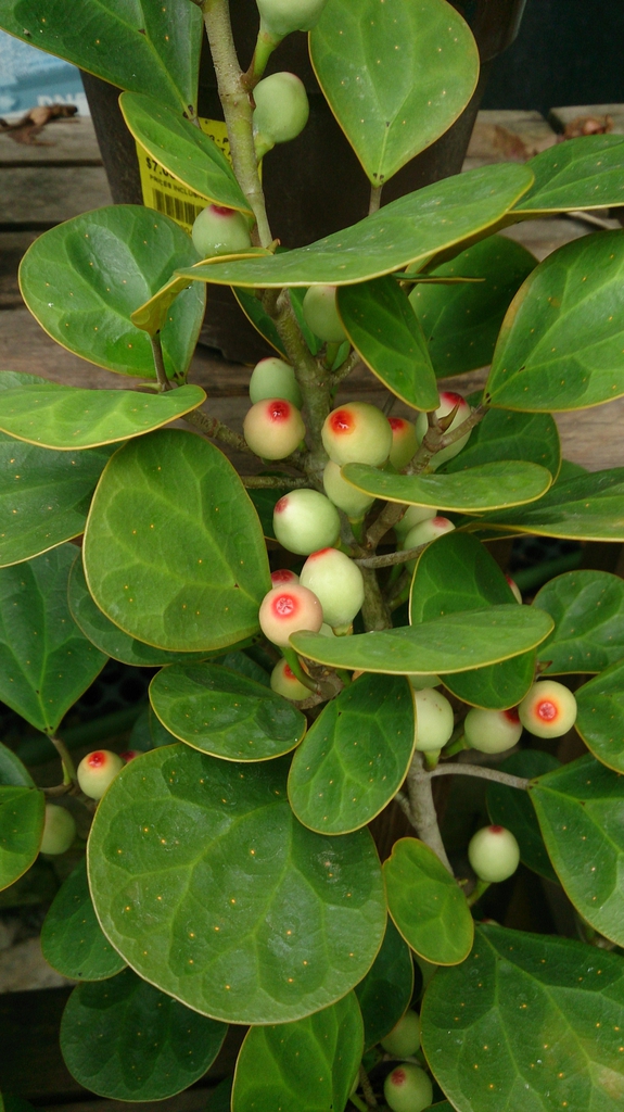 Leaves and fruit