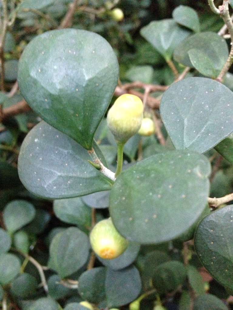 Leaves and fruit