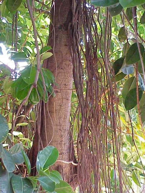Brown trunk and hanging aerial roots