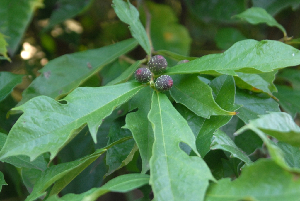 Fruit and Leaf