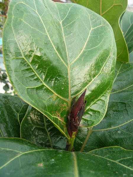 Ficus lyrata bud