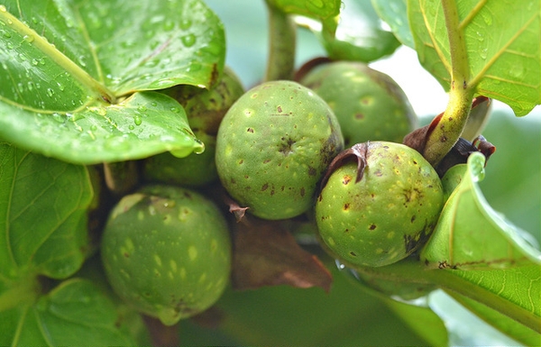 Ficus lyrata fruit