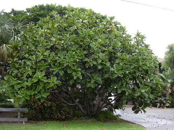 Ficus lyrata habit