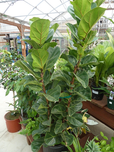 Ficus lyrata in pots