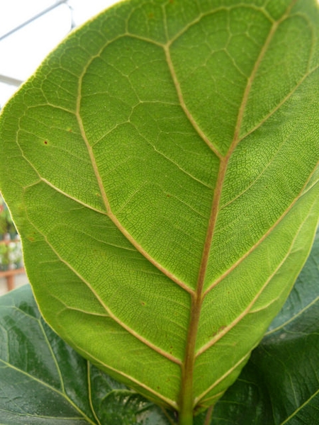 Ficus lyrata leaf underside