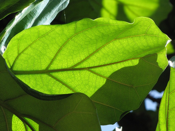 Ficus lyrata leaf veination
