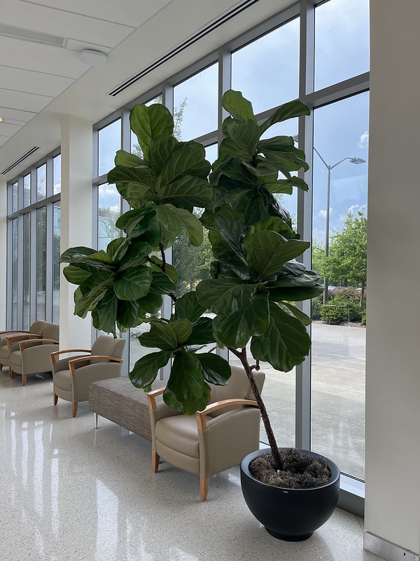 Large potted specimen with branched stems & big, broad leaves.