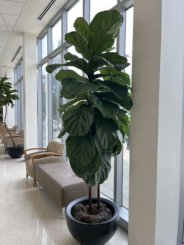 Large potted specimen with single stem & big, broad leaves.