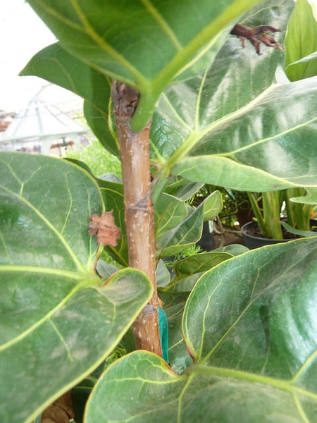 Ficus lyrata stem 