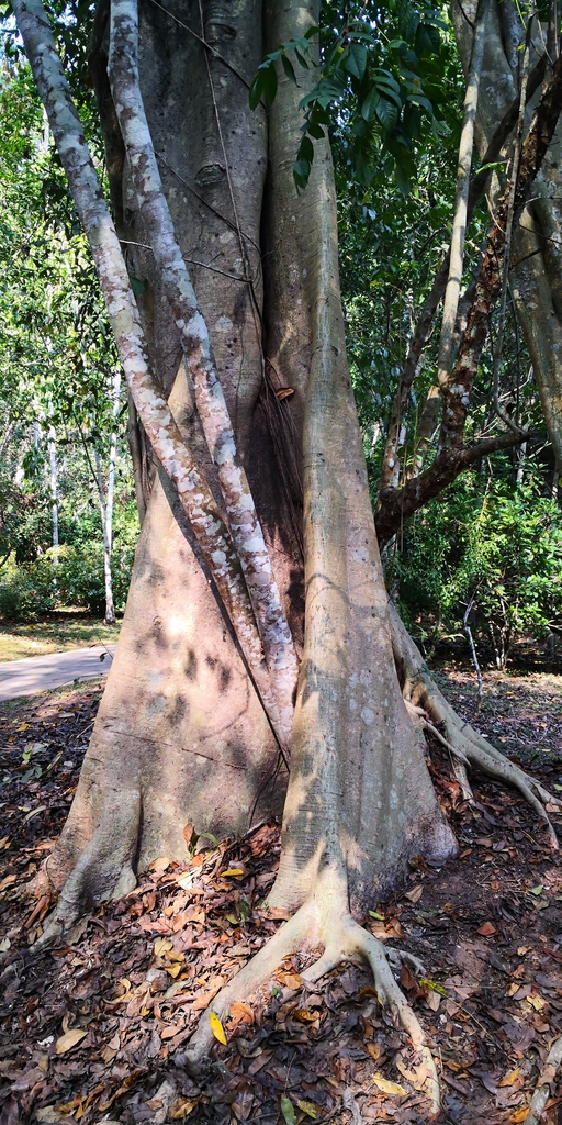 Trunk of the tree in native habitat