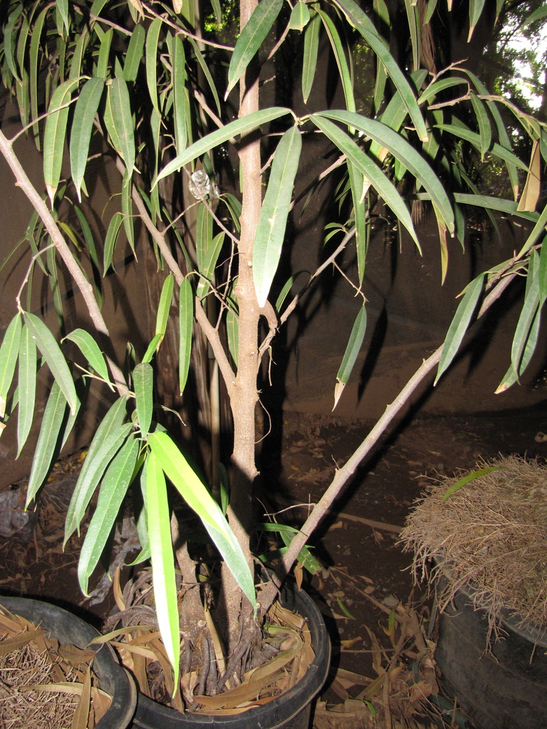 Leaves and trunk
