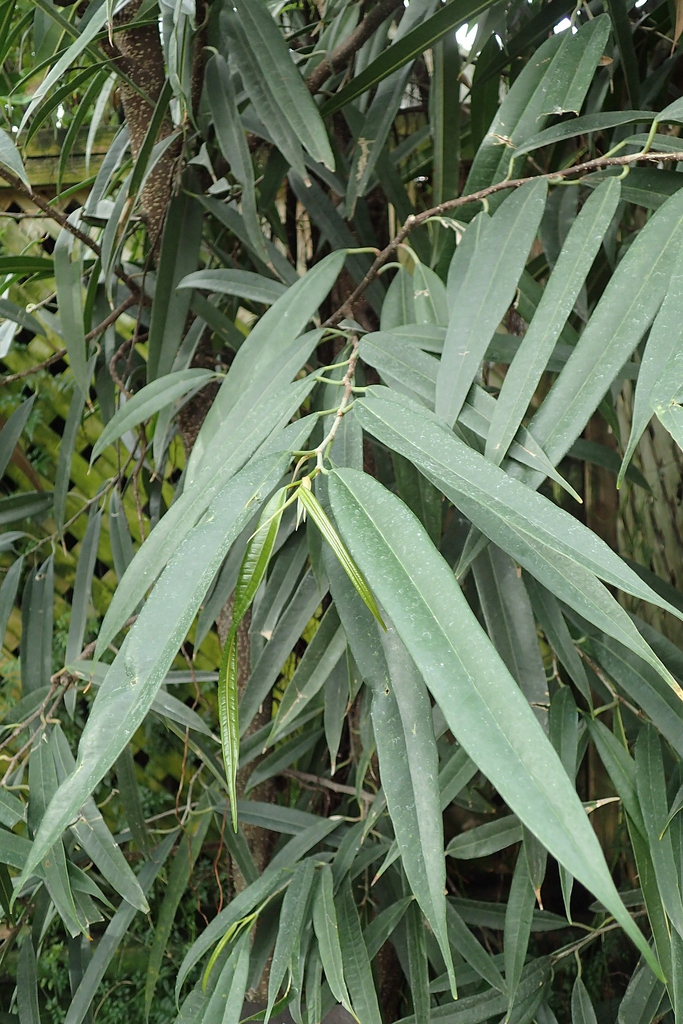 Leaves