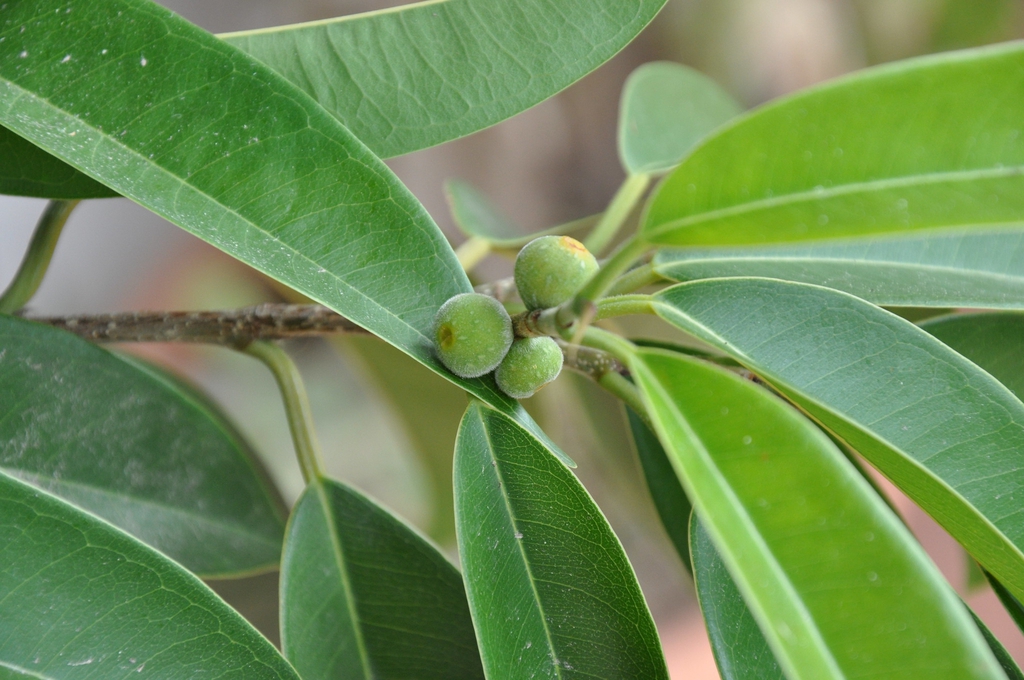 Fruits