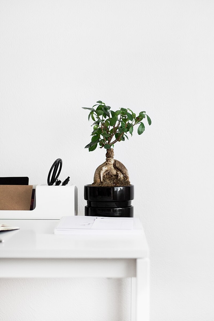 Bonsai form of the plant