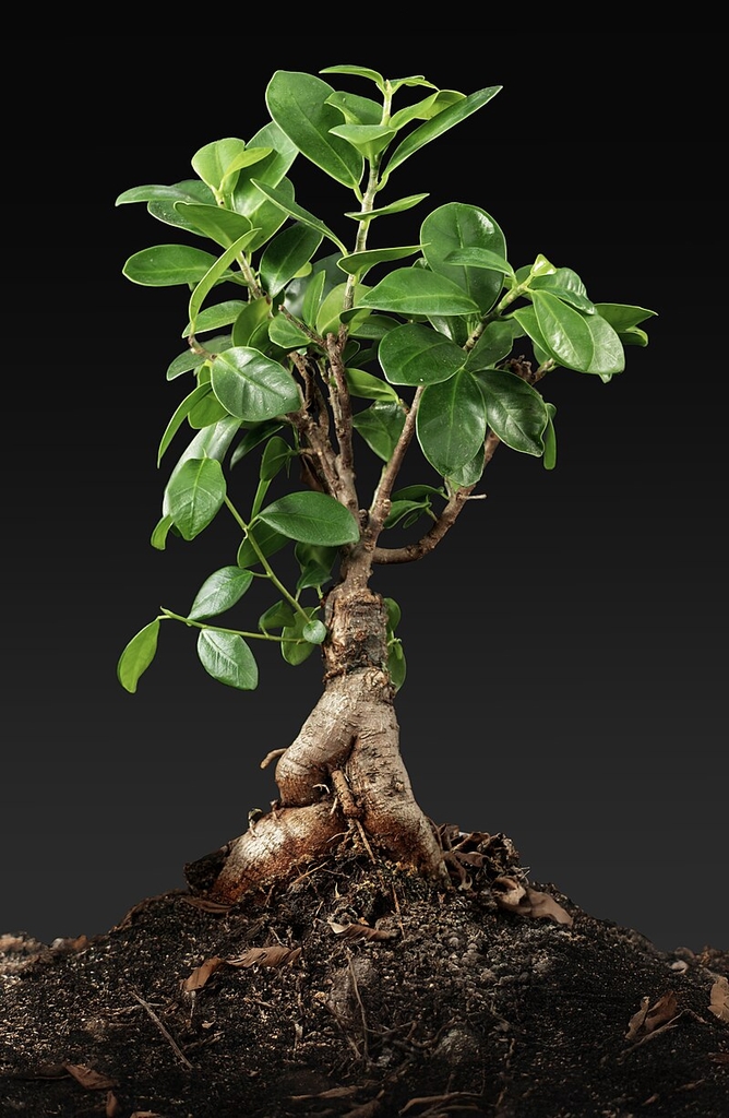 Bonsai form of the plant