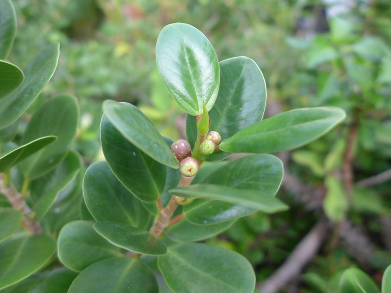 Very shiny, rounded leaves. Marble-sized fruit are in the axils.