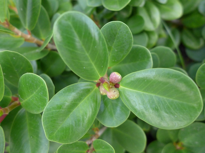close-up on shiny, rounded leaves& axillary marble-sized fruits.