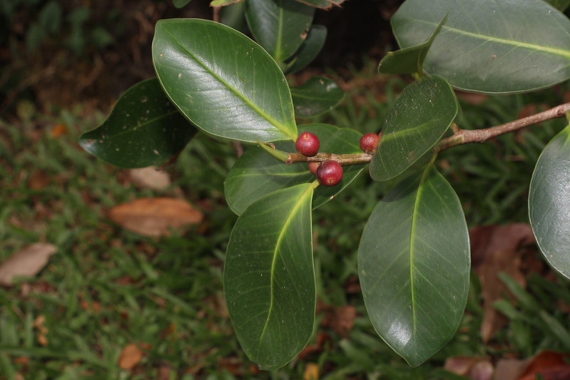 Very shiny, rounded leaves & axillary, red fruits.