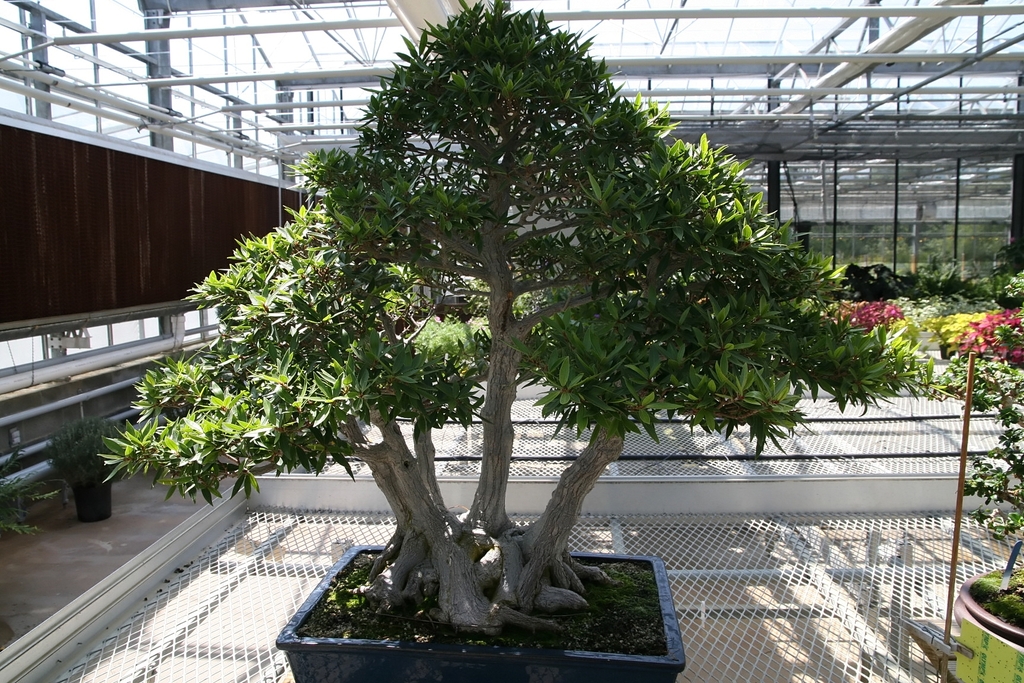 Large plant in a container in a greenhouse