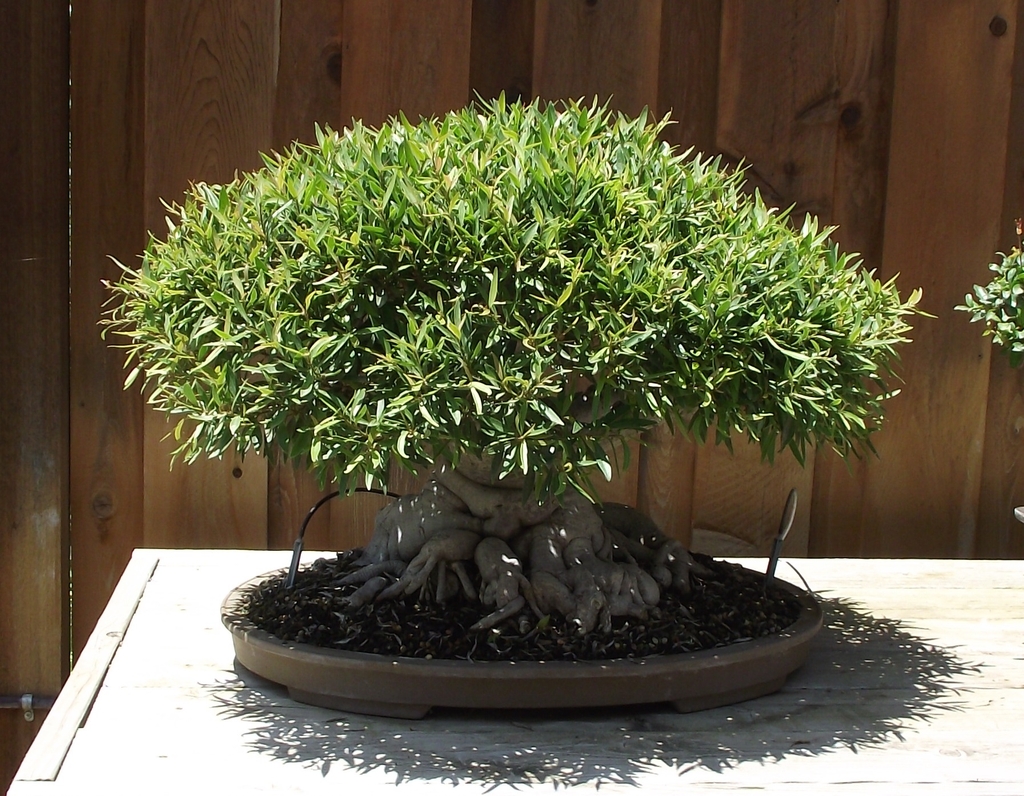 Grown as a bonsai