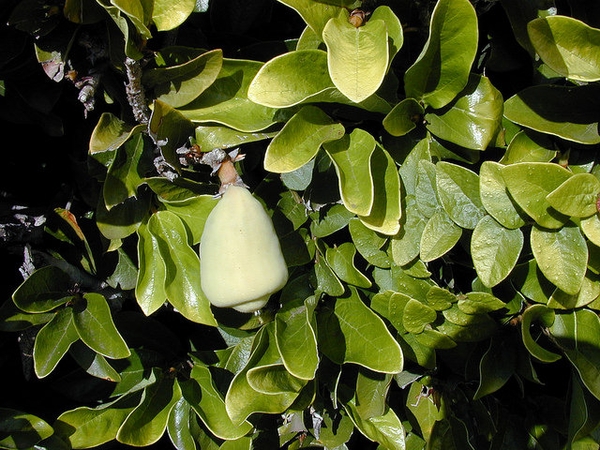 Ficus pumilafruit
