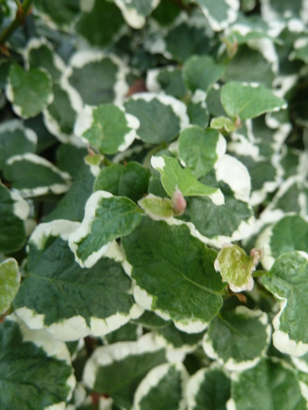 Close-up of green leaves edged in white
