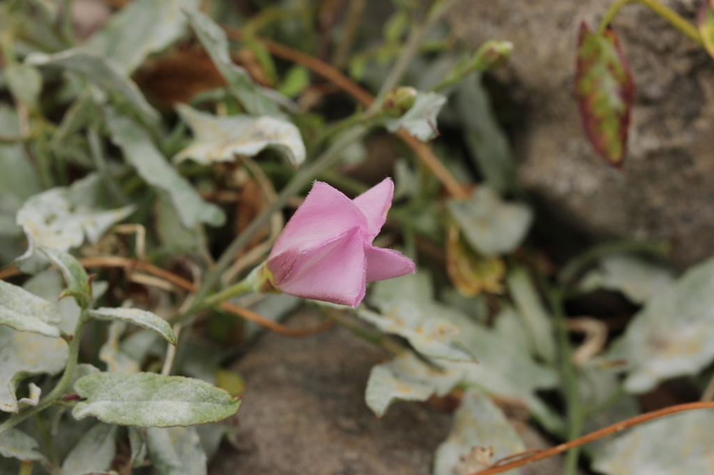 Field Bindweed
