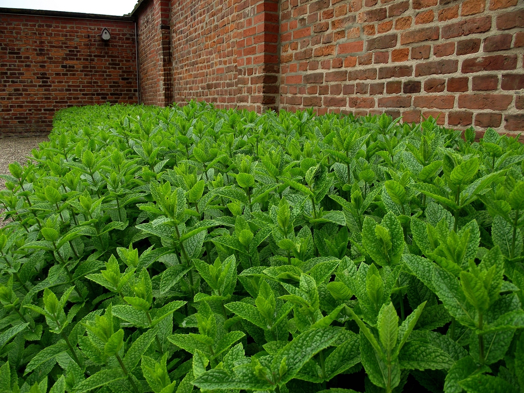 Ground cover