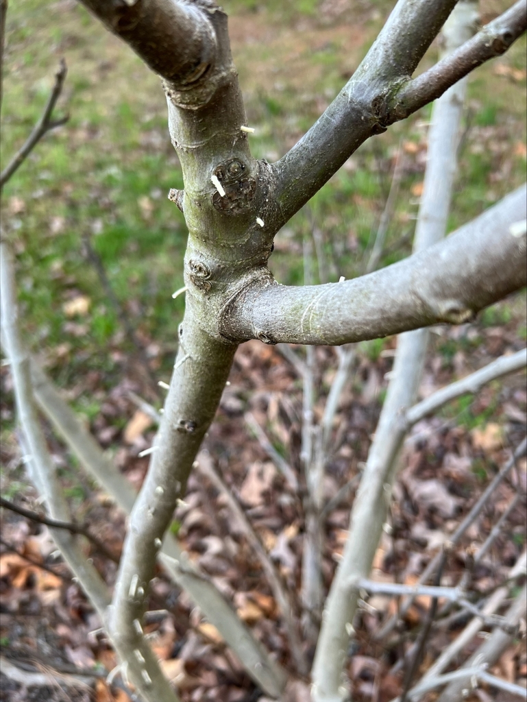 Ambrosia beetle damage on fig