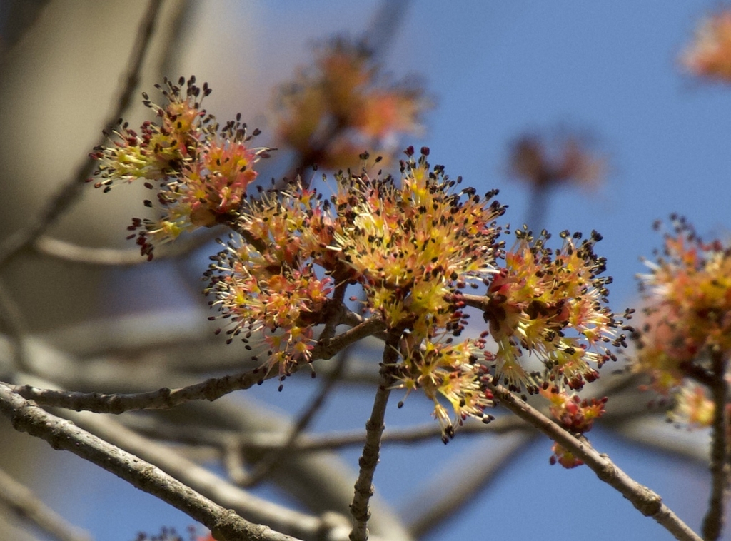 Cluster of male flowers showing filaments and anthers
