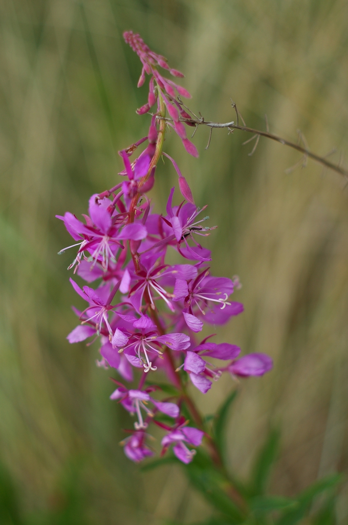Fireweed Epilobium angustifolium
