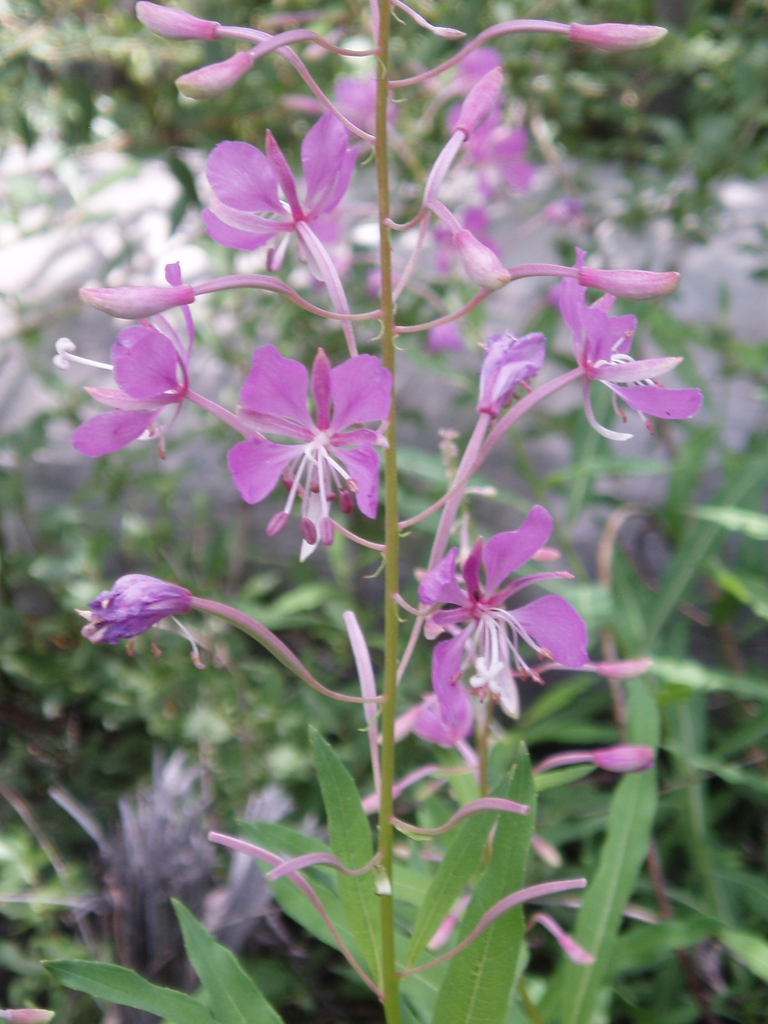 Fireweed Epilobium angustifolium