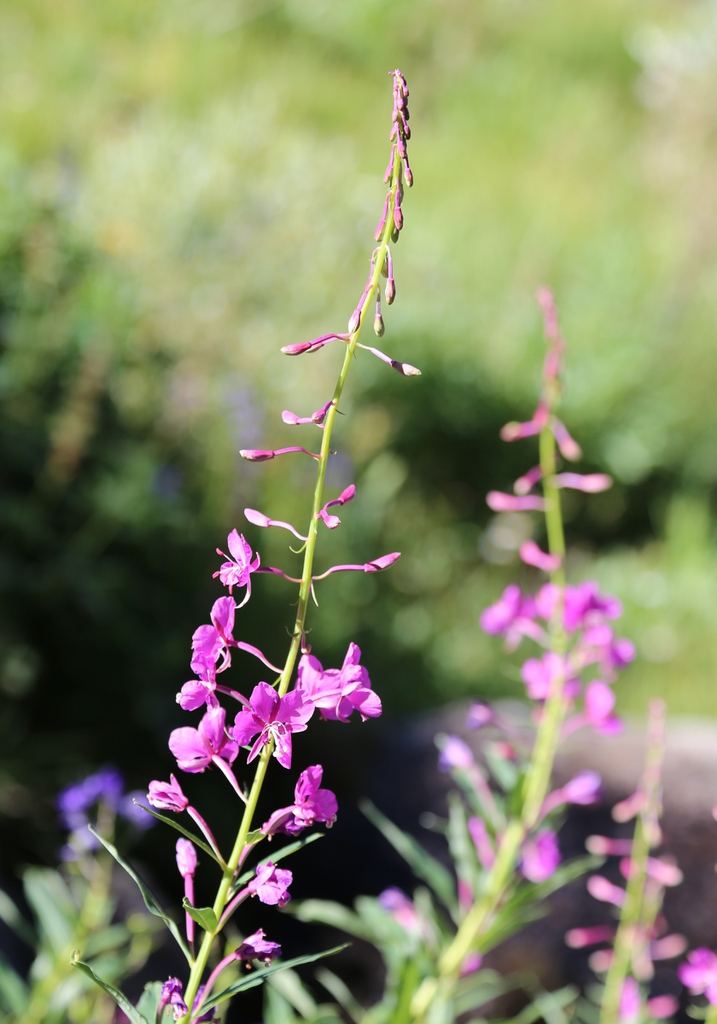 Fireweed Epilobium angustifolium